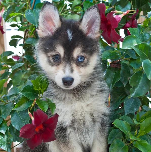 Щеня Pomsky — стокове фото