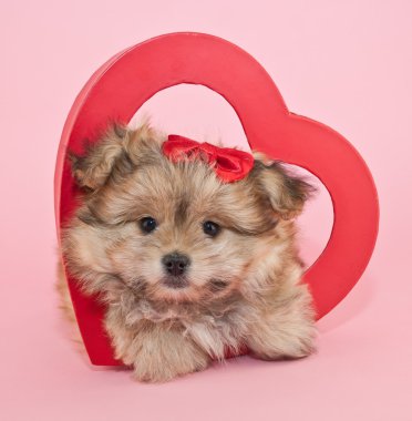 sevimli köpek yavruları