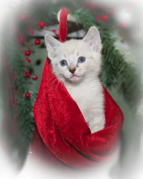 Christmas Kitten — Stock Photo, Image