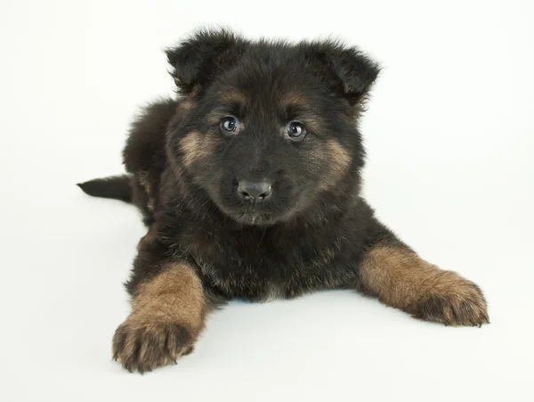 Cachorro pastor alemán — Foto de Stock