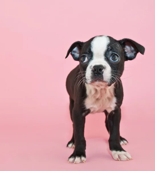 Boston Terrier Puppy — Stock Photo, Image