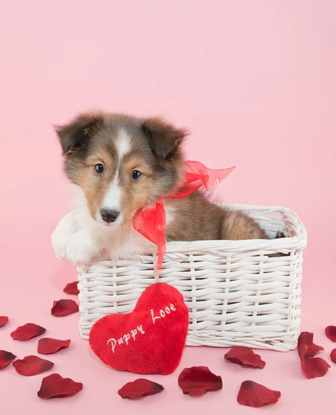 Puppy love — Stockfoto