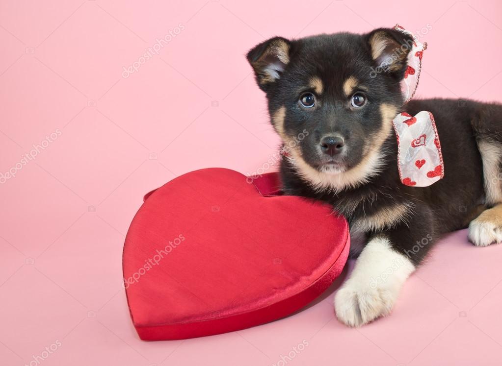 バレンタインデーの子犬 ストック写真 C Jstaley401 バレンタインデーの子犬 ストック写真 C Jstaley401