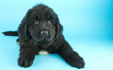 köpek yavrusu blues