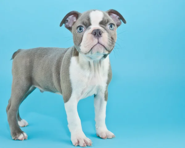 Cachorros azuis — Fotografia de Stock