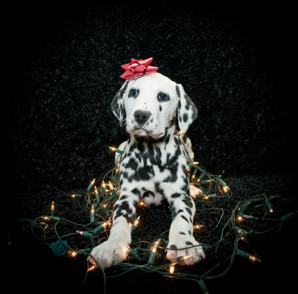 Рождественский щенок — стоковое фото