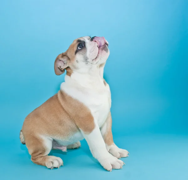 Lip smakkend goed! — Stockfoto