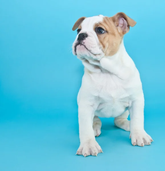 Bulldog yavrusu — Stok fotoğraf