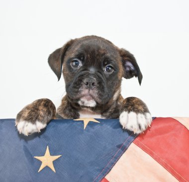 Vatansever köpek yavrusu