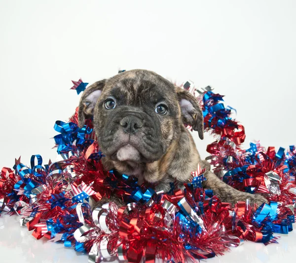 Patriottische Puppy — Stockfoto