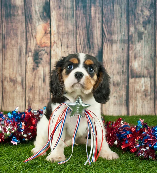 Patriotischer Welpe — Stockfoto