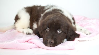 uykulu köpek yavrusu