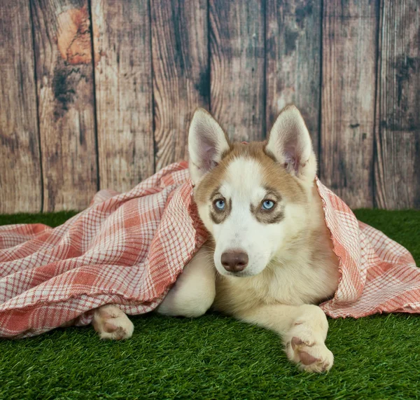 Уютный щенок хаски — стоковое фото