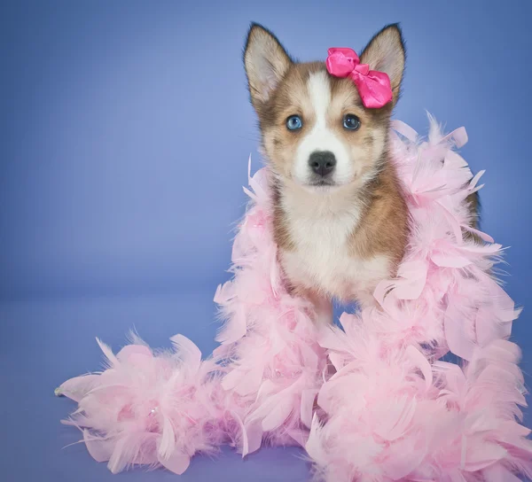 Bonito em rosa — Fotografia de Stock