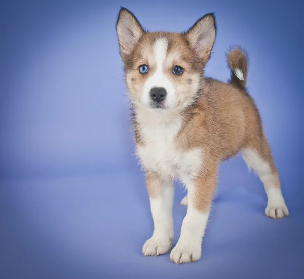 Cachorrinho pomsky — Fotografia de Stock