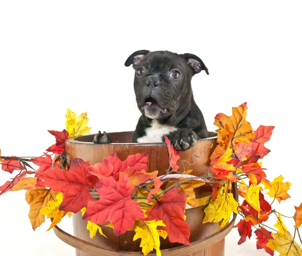 Es ist schon Herbst!!!!! — Stockfoto