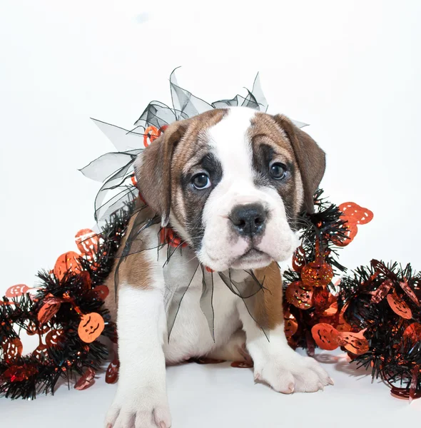 Halloween puppy — Stockfoto