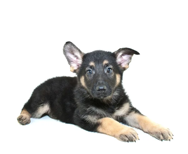 German Shepherd Puppy — Stock Photo, Image