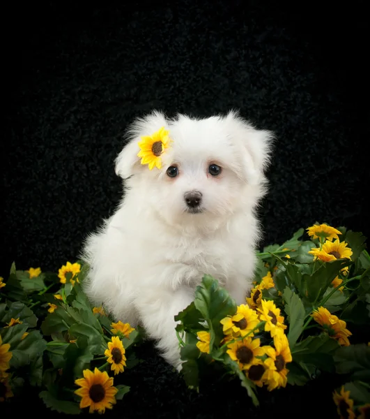 Puppy schattigheid! — Stockfoto