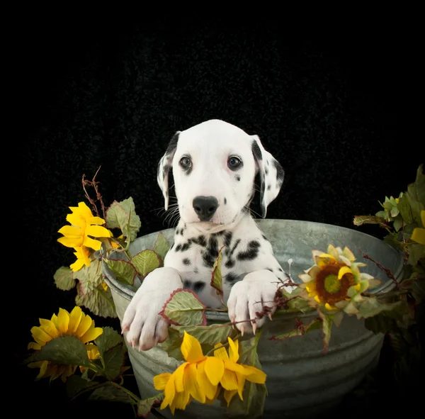 Anjing Dalmatian — Stok Foto