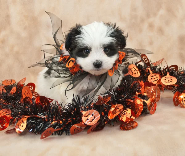 Cachorro halloween — Fotografia de Stock
