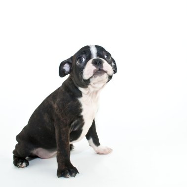 Boston terrier yavrusu