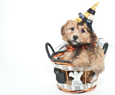 Cadılar Bayramı köpek yavrusu
