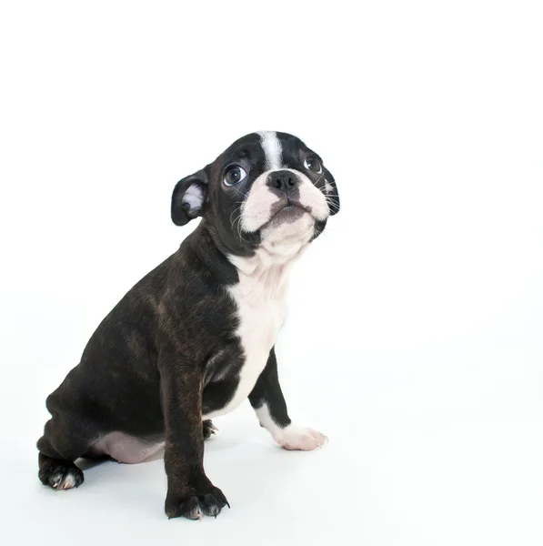 Boston Terrier Puppy — Fotografie, imagine de stoc