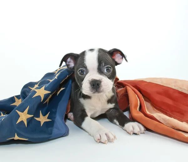 Patriotic puppy — Stock Photo, Image