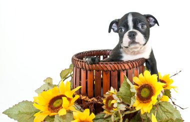 Boston terrier yavrusu