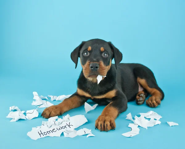 犬が宿題食べちゃった!!! — ストック写真