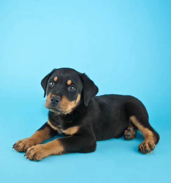 Anak anjing rottweiler — Stok Foto