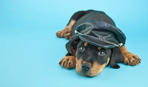 Cachorrinho motociclista — Fotografia de Stock