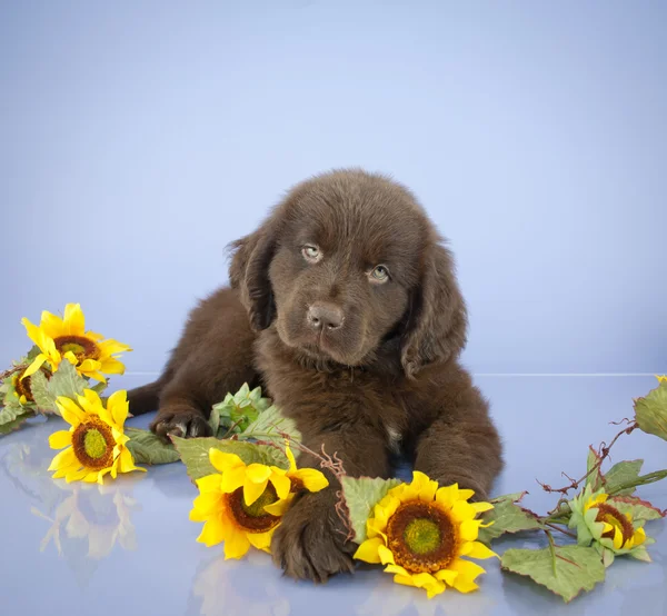 Terranova cachorro — Foto de Stock
