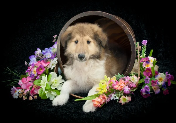 Primavera filhote de cachorro collie — Fotografia de Stock