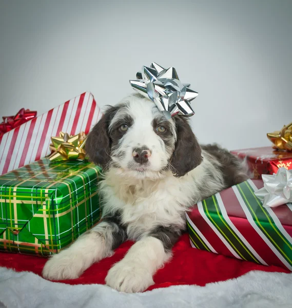 Söt jul valp — Stockfoto