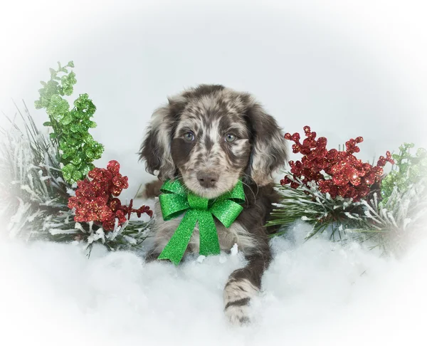 Schattige christmas puppy — Stockfoto
