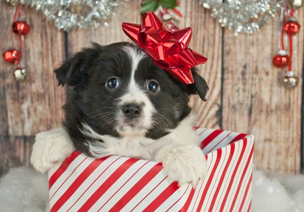 Filhote de cachorro bonito da Terra Nova — Fotografia de Stock