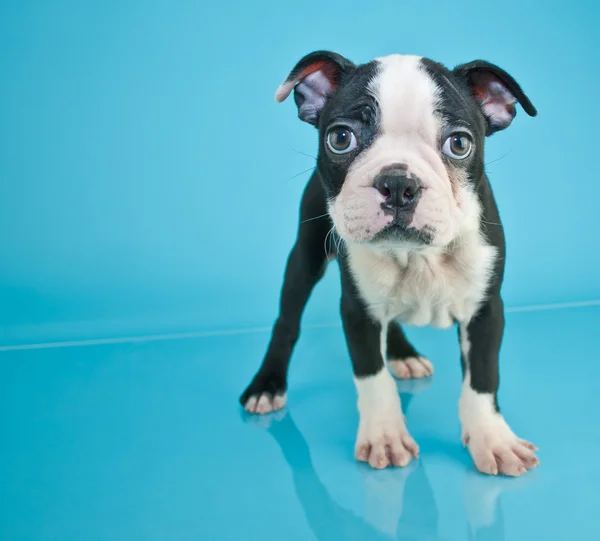 Boston terrier cachorro — Stockfoto