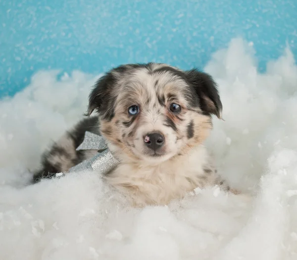 Cucciolo carino di Terranova — Foto Stock