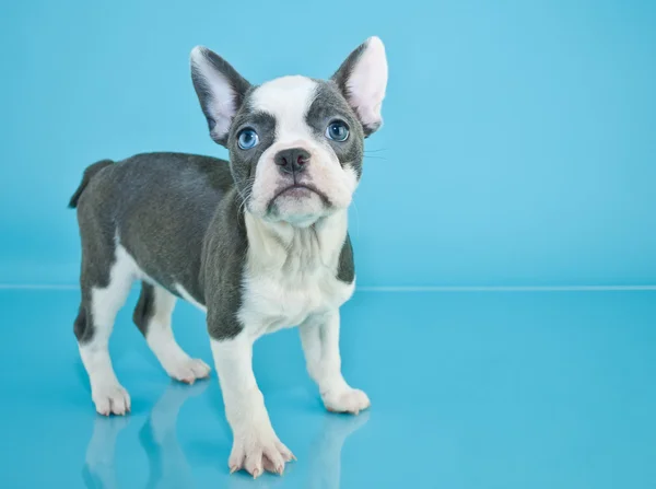 French Bulldog Puppy — Stock Photo, Image