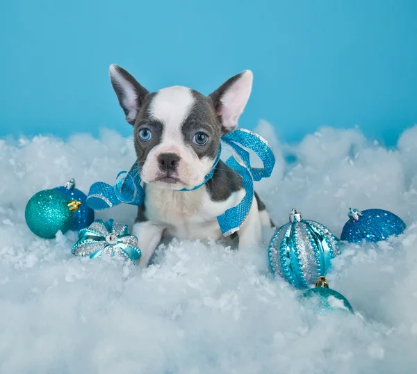 ニューファンドランドのかわいい子犬 — ストック写真