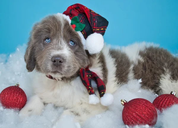 Cute Newfoundland Puppy — Stock Photo, Image