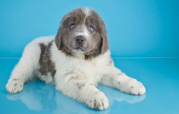 ニューファンドランドのかわいい子犬 — ストック写真