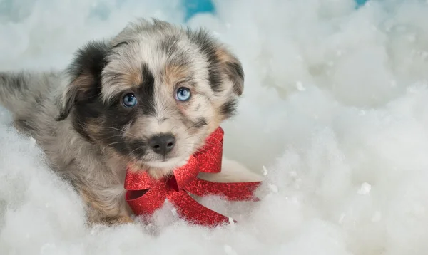 Schattige puppy van newfoundland Stockafbeelding