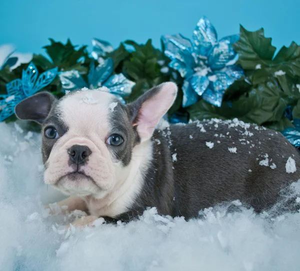 Schattige puppy van newfoundland Stockafbeelding