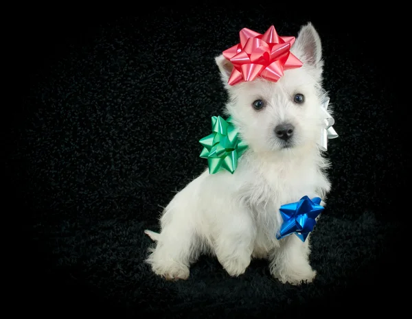 Chiot de Noël mignon — Photo