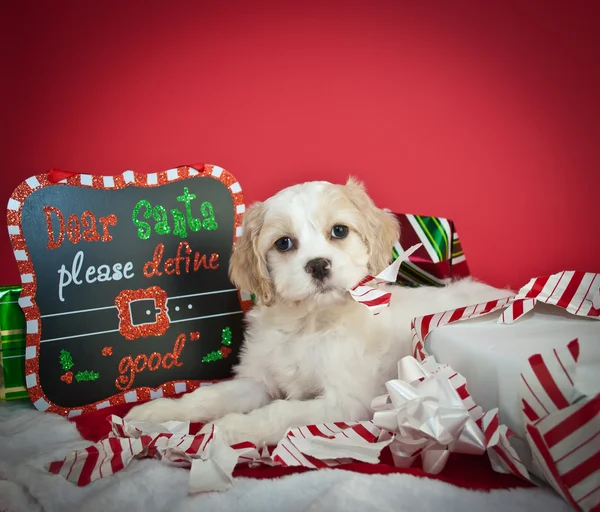 Niedlicher Weihnachtswelpe — Stockfoto