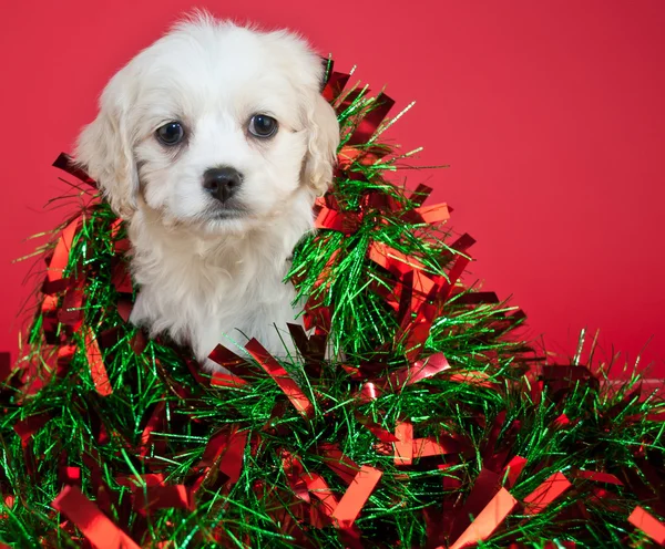 Schattige christmas puppy — Stockfoto