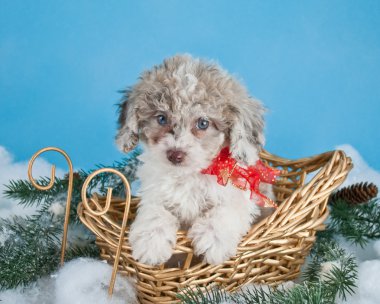 Cute Christmas Puppy clipart